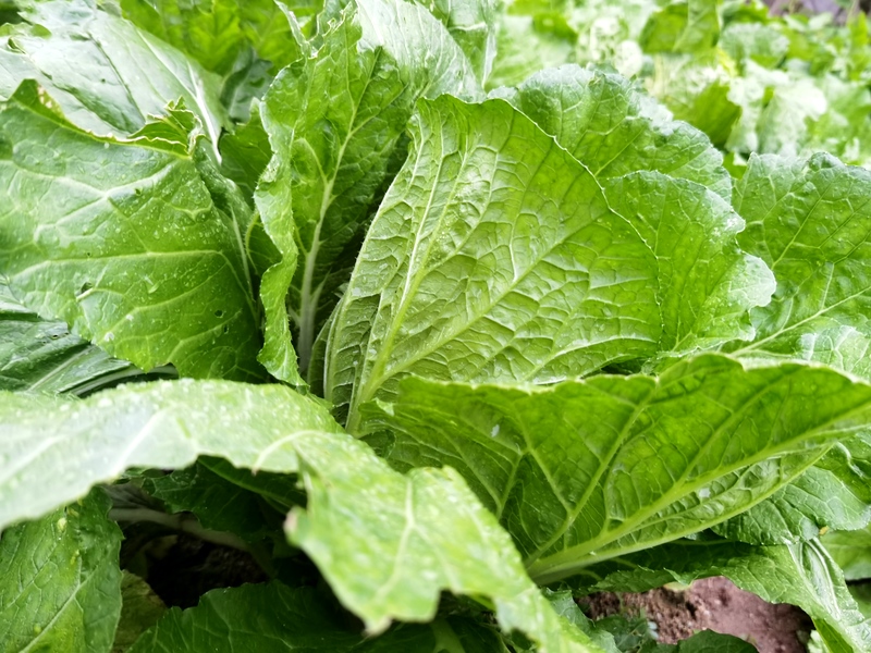 白菜是胀气食物吗？吃白菜会不会胀气，咱来看看白菜的成分！
