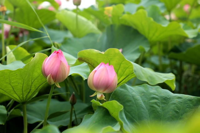 合生元益生菌为什么冲泡时会有结块？合生元益生菌结疙瘩的原因！