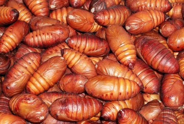 蚕蛹可以冷冻保存吗?活蚕蛹冷藏能储存几天?