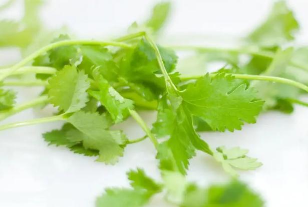 香菜是回奶还是下奶?香菜是碱性还是酸性?