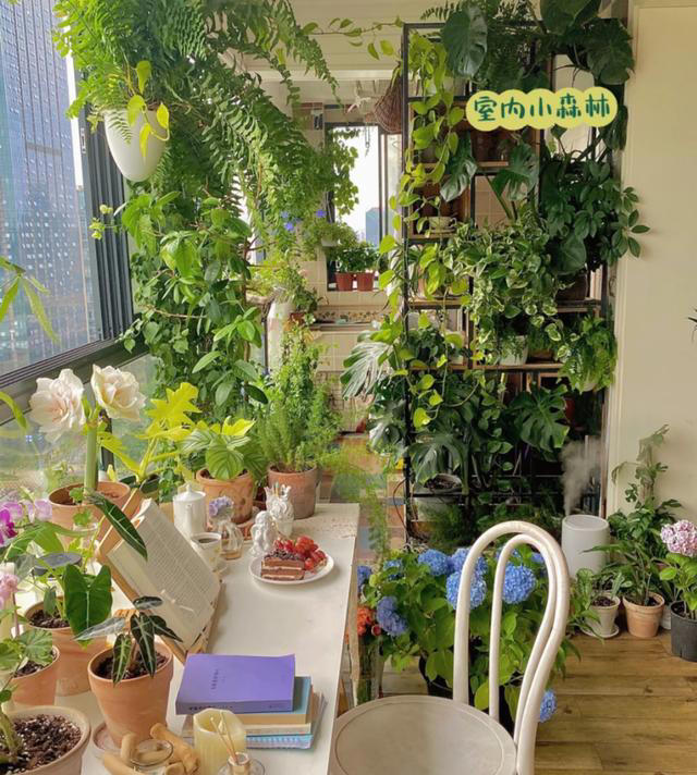 蚊子最“忌惮”的5种花，家里养一盆，让蚊子直接闻风丧胆！