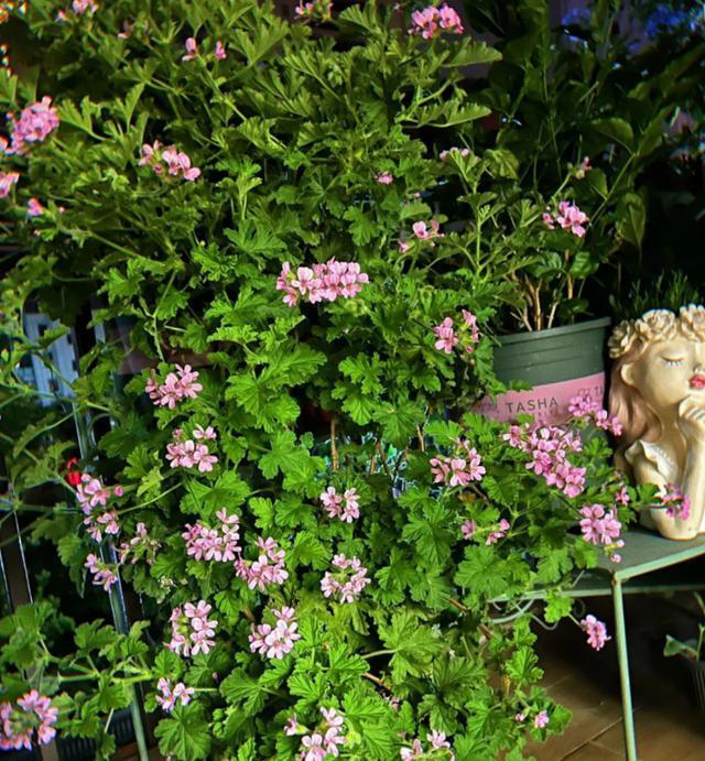蚊子最“忌惮”的5种花，家里养一盆，让蚊子直接闻风丧胆！