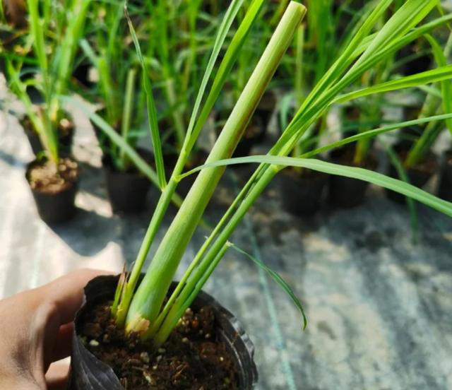 蚊子最“忌惮”的5种花，家里养一盆，让蚊子直接闻风丧胆！