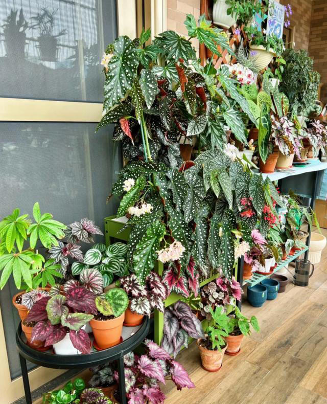 蚊子最“忌惮”的5种花，家里养一盆，让蚊子直接闻风丧胆！