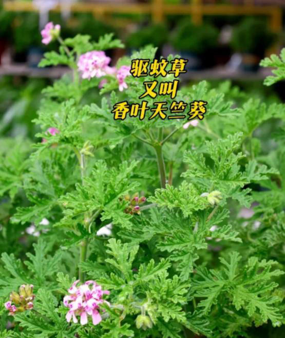 蚊子最“忌惮”的5种花，家里养一盆，让蚊子直接闻风丧胆！