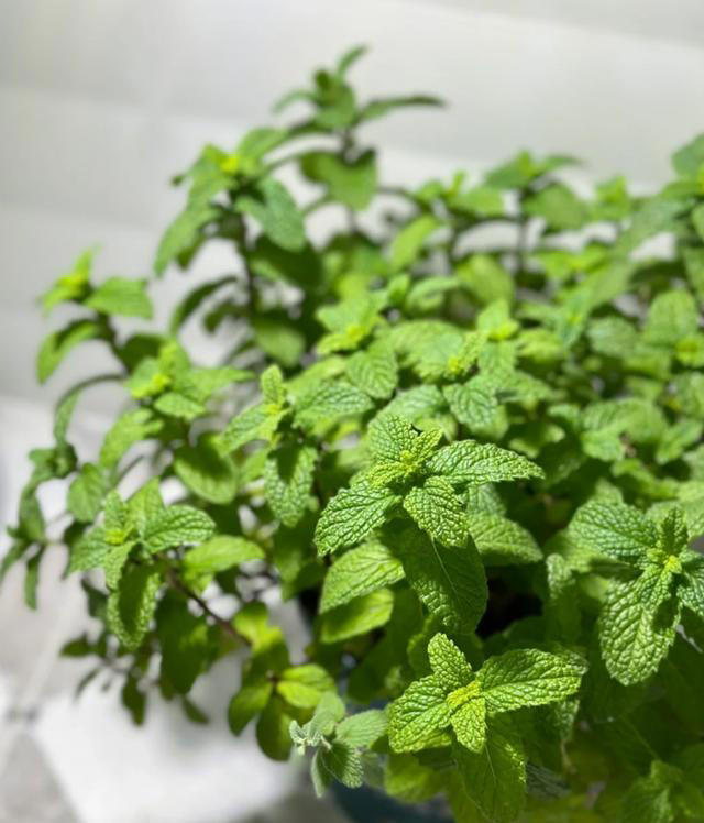 蚊子最“忌惮”的5种花，家里养一盆，让蚊子直接闻风丧胆！
