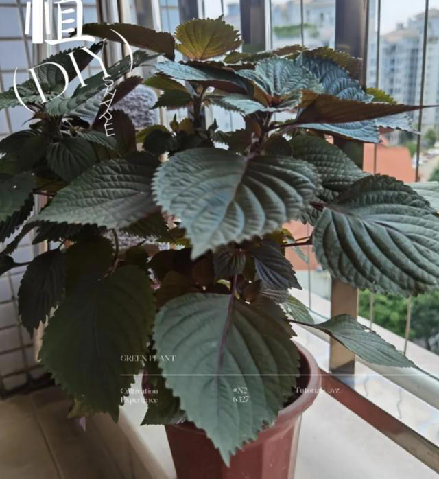 蚊子最“忌惮”的5种花，家里养一盆，让蚊子直接闻风丧胆！