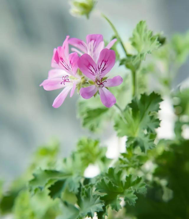 蚊子最“忌惮”的5种花，家里养一盆，让蚊子直接闻风丧胆！