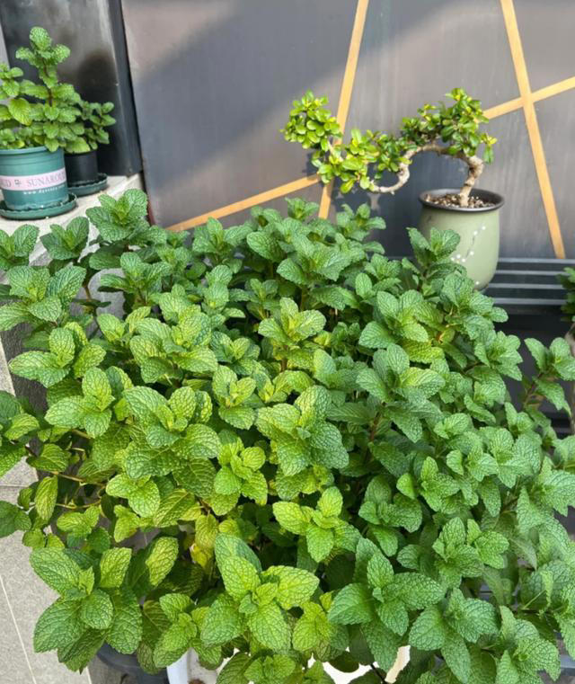 蚊子最“忌惮”的5种花，家里养一盆，让蚊子直接闻风丧胆！