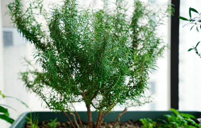 蚊子最“忌惮”的5种花，家里养一盆，让蚊子直接闻风丧胆！