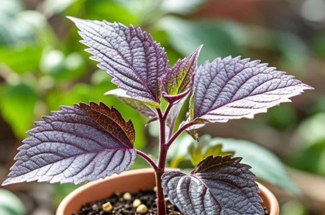 蚊子最“忌惮”的5种花，家里养一盆，让蚊子直接闻风丧胆！