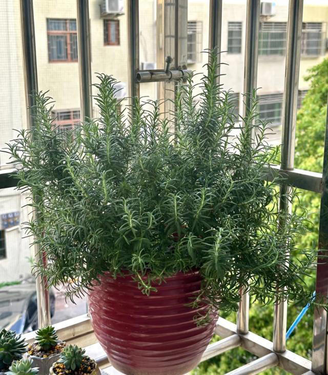 蚊子最“忌惮”的5种花，家里养一盆，让蚊子直接闻风丧胆！