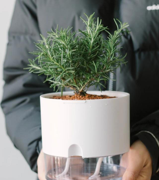 蚊子最“忌惮”的5种花，家里养一盆，让蚊子直接闻风丧胆！