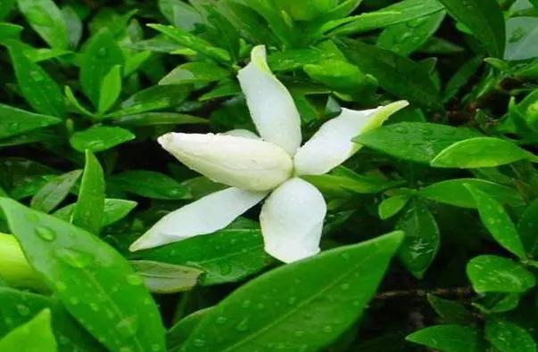 栀子花花语是什么？栀子花的养殖方法和注意事项有哪些？
