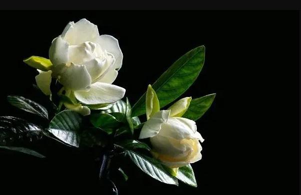 栀子花花语是什么？栀子花的养殖方法和注意事项有哪些？
