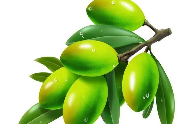 如何挑选橄榄?橄榄油的食用价值高吗?