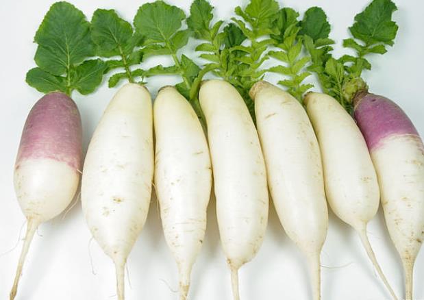 白萝卜哺乳期能吃吗 促进肠胃蠕动 减少腹胀 增强免疫力