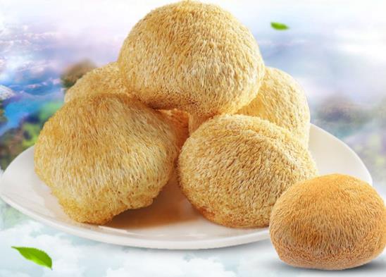 猴头菇真的可以养胃吗 缓解消化不良 胃溃疡 胃窦炎 胃痛