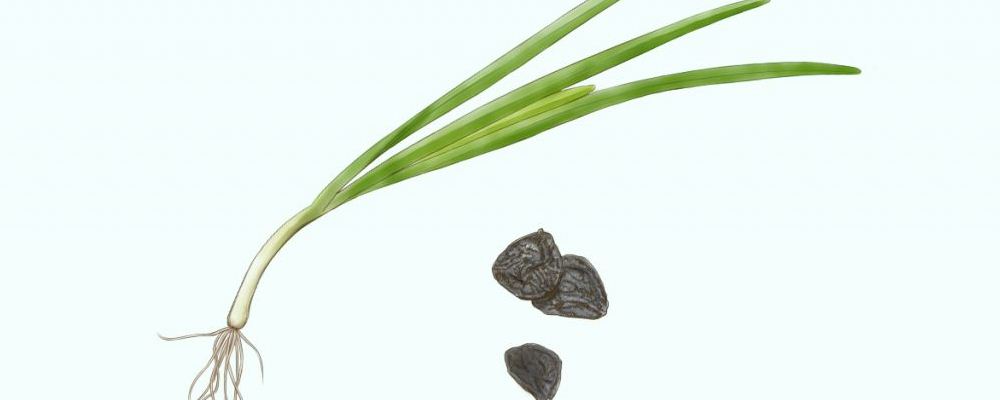 女人吃韭菜有什么好处 冬天吃韭菜可以暖身吗 韭菜有哪些常见吃法