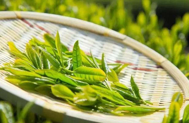 绿茶有哪几种茶叶?夏天喝红茶还是喝绿茶比较好?