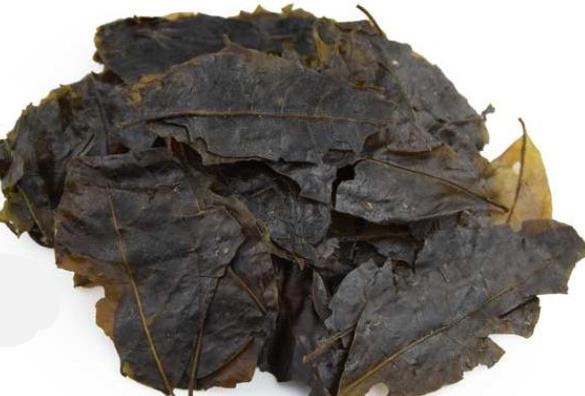 小孩可以喝苦丁茶吗