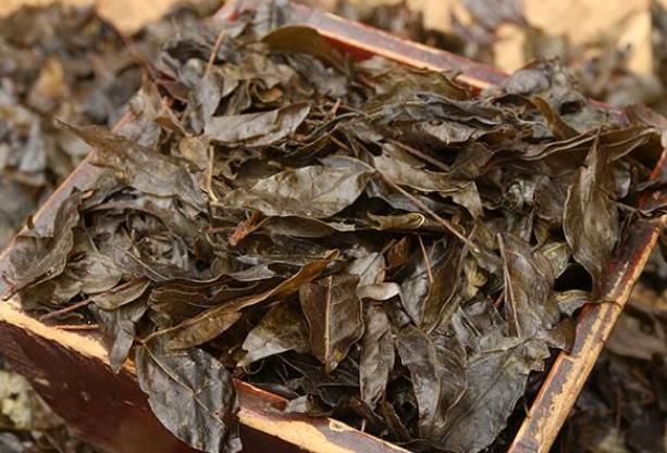 苦丁茶多长时间喝一次