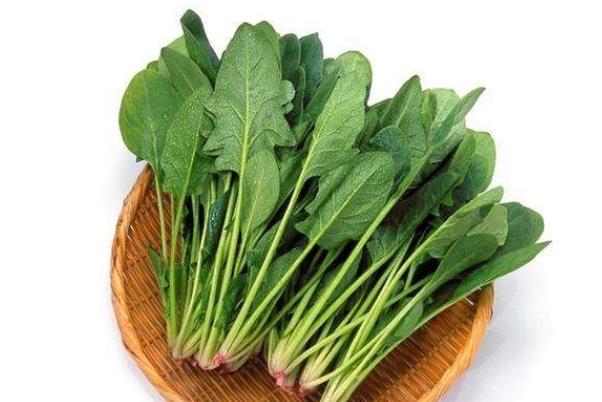 吃菠菜可以喝牛奶吗 影响钙吸收 易结石 引起痢疾