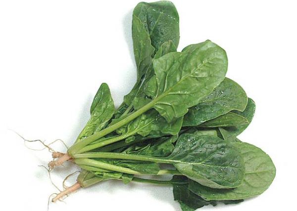 吃菠菜会变黑吗 促进培养细胞增殖 抗氧化