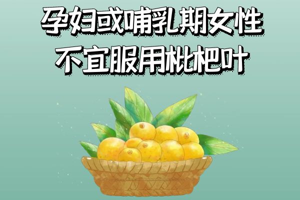 关于枇杷叶的功效与作用及禁忌你了解多少？ 