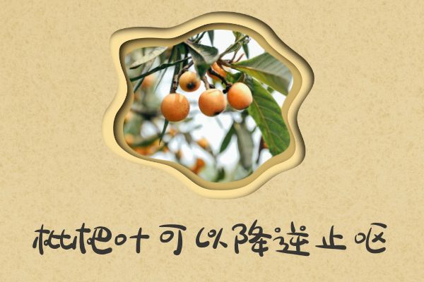 关于枇杷叶的功效与作用及禁忌你了解多少？ 