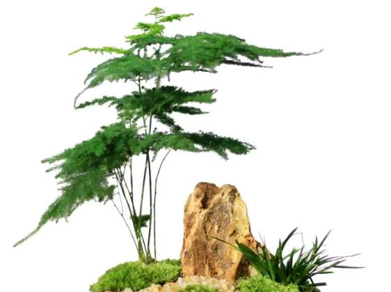 文竹开花寓意什么 带来运气 象征着平安吉祥