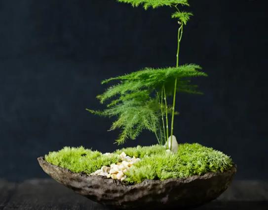 文竹开花寓意什么 带来运气 象征着平安吉祥