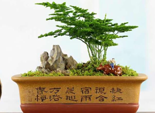 文竹叶子发黄怎么办 光照施肥修剪虫害防治