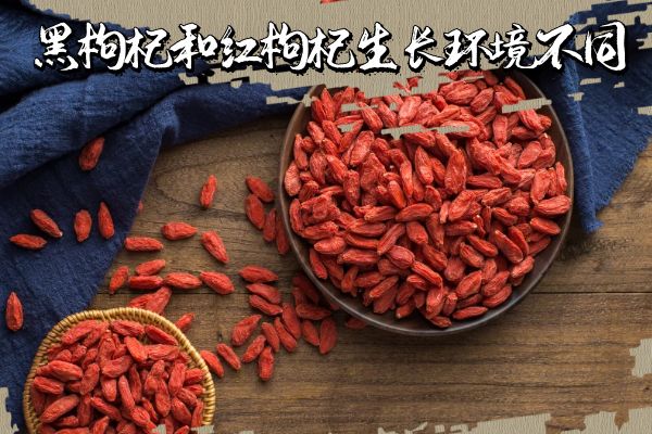 黑枸杞与红枸杞的区别 黑枸杞与红枸杞有什么不同