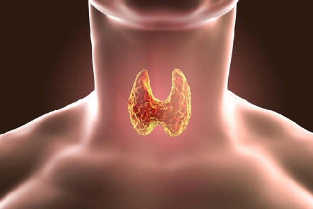 甲状腺<a href=