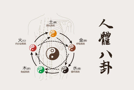 ”五脏”的功能