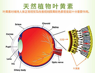 哪些食物富含叶黄素——保护视力的扛把子物质