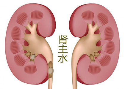 肾主水.png 肾主水.png
