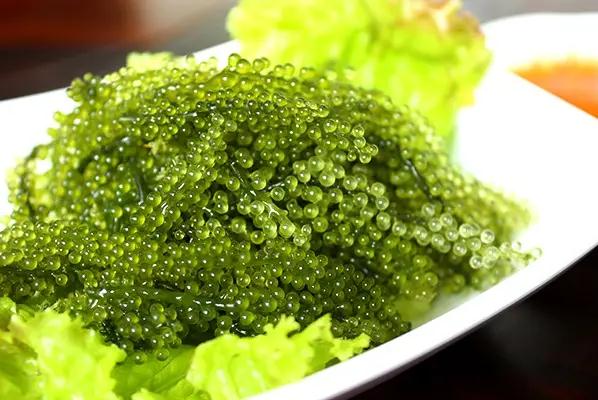 海葡萄的营养价值有哪些?海葡萄的吃法是什么?