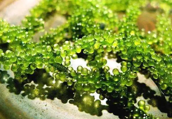 海葡萄的营养价值有哪些?海葡萄的吃法是什么?