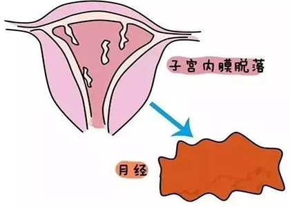 月经 月经