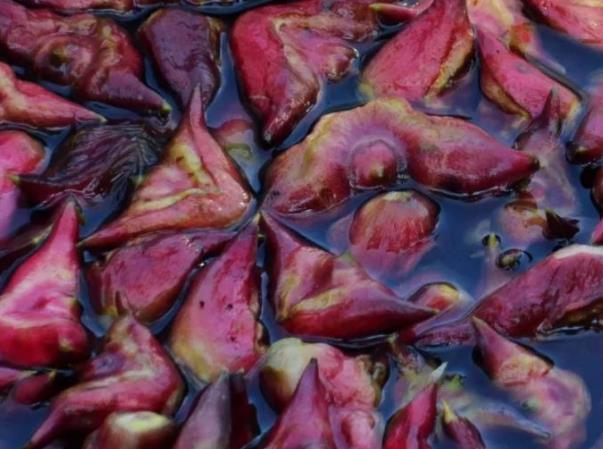 菱角可以和猪肉一起吃吗 同吃消化不良 间隔2小时以上适宜