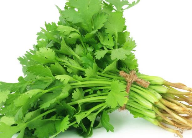 香菜过夜能吃吗 室温环境存放2小时细菌增生
