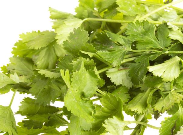 吃香菜会过敏吗 芳香醇香苷内脂等造成局部通红瘙痒