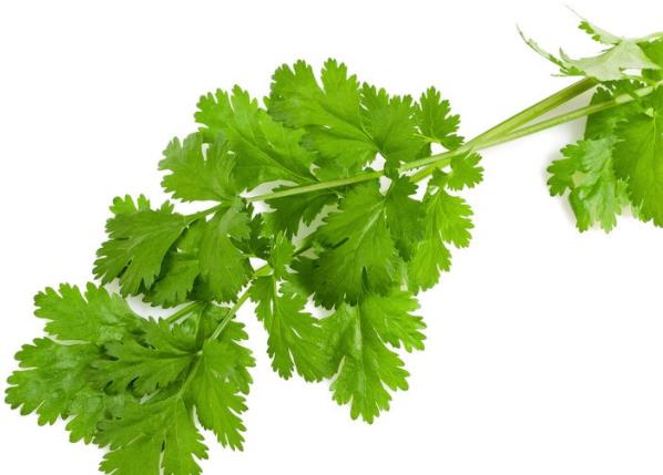 香菜属于发物吗 和韭菜芋头魔芋等列为结论性发物