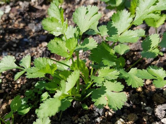 香菜煮水喝可以减肥吗 膳食纤维加快肠胃蠕动