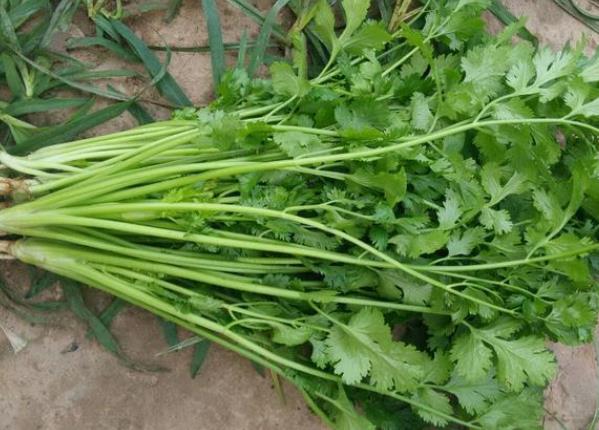 香菜煮水祛斑有效吗 消炎杀菌改善红疹