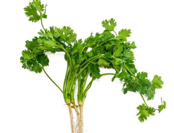 吃香菜可以退烧吗 发汗透疹消食下气