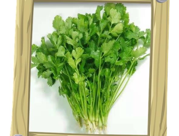 香菜叶子黄了还能吃吗 亚硝酸盐高,会致癌