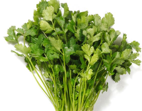 香菜的功效与作用 治疗麻疹高血压预防流行性感冒